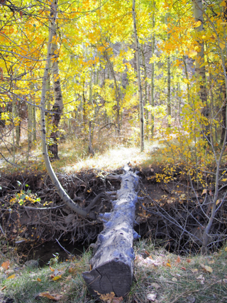 Illustration for article titled 48 Photos Of Autumn Around The World